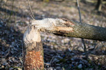 Biber gegen Baum