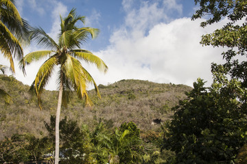 Fototapeta na wymiar Palm tree and mountain 