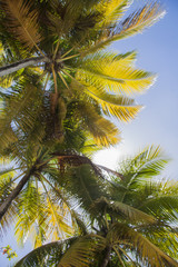 Fototapeta na wymiar Palm tree and sky in Martinique