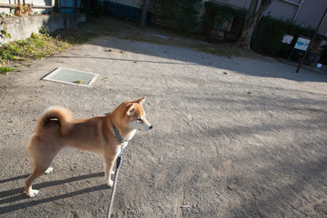 柴犬　shibainu