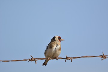 European Goldfinch (Carduelis carduelis), Greece