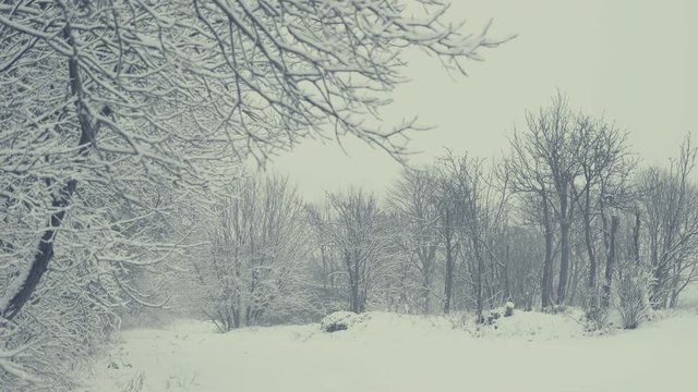Winter landscape with falling snow. Everything is covered with fresh powder. Intense atmosphere like Nordic detectives. Winter background for Christmas theme. Static day shot.