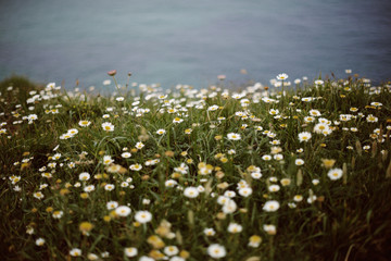 Oceanside Flowers