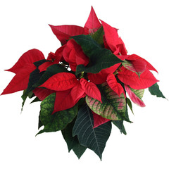 poinsettia- plan