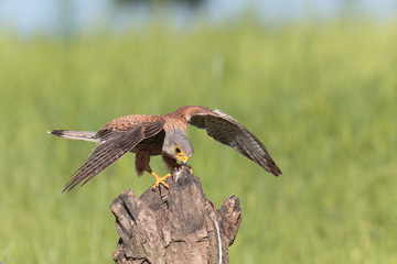 kestrel012