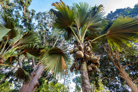 Sea coconut or Lodoicea maldivica
