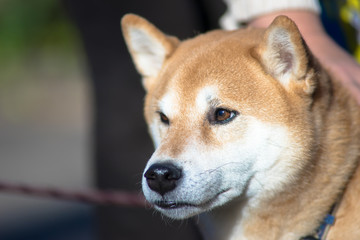 柴犬　shibainu