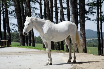 white horse standing  in front of trees on sunny day