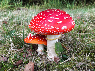 Forest mushrooms in the grass. Gathering mushrooms. Mushroom photo, forest photo, forest mushroom, forest mushroom photo