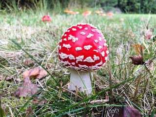 Forest mushrooms in the grass. Gathering mushrooms. Mushroom photo, forest photo, forest mushroom, forest mushroom photo