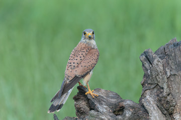 Kestrel007