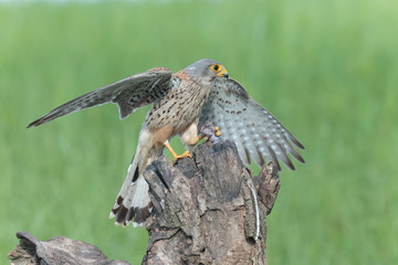 Kestrel006