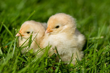 Yellow chickens in green gras in summer