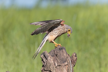 Kestrel004