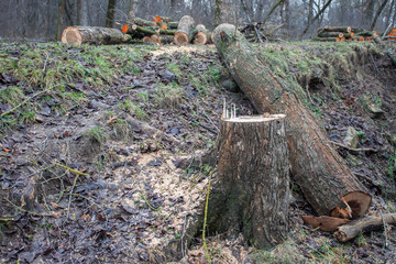 Cut tree near the river
