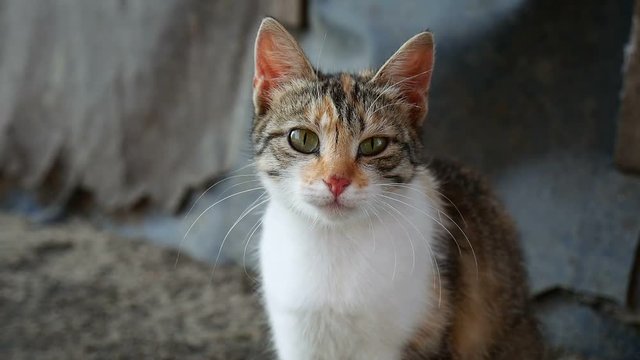 cat licking sits summer warmth outdoors