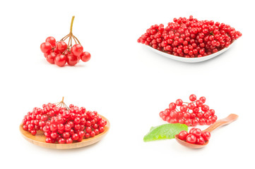 Group of red berries of a guelder-rose