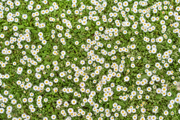 background of daisy flowers