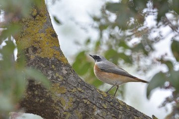 Common Redstart (Phoenicurus phoenicurus), Greece