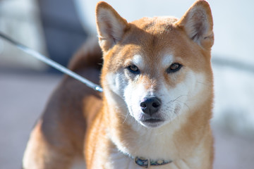 柴犬　shibainu