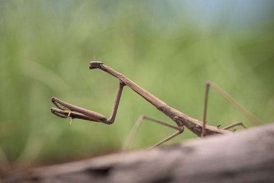 Fotografia macro de um louva-a-deus