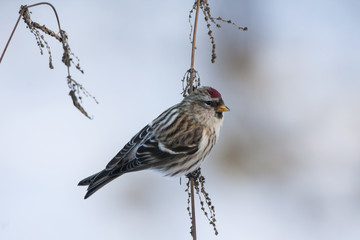 Common redpoll female perched on nettle grass. Cute little north migrant winter songbird. Bird in wildlife.