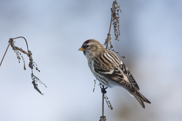 Common redpoll female perched on nettle grass. Cute little north migrant winter songbird. Bird in wildlife.
