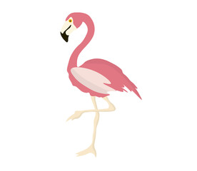 Pink flamingo isolated on white