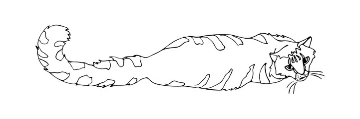 Hand drawn doodle cat lying down. Decorative outline illustration. Black sketch on white background, vector isolated.