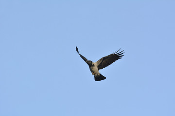 Hooded Crow (Corvus cornix), Greece
