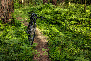Fototapeta na wymiar Waldweg mit Fahrrad