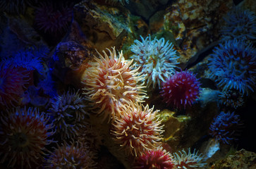 Koralle im Meer in der Mitte angestrahlt