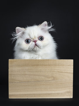 Persian cat / kitten sitting in wooden box isolated on black background looking straight in camera