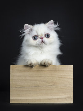 Persian cat / kitten standing in wooden box isolated on black background looking straight in camera with paws on edge of box