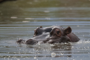 Hippopotamus, Kruger National Park