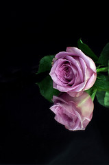 A pink rose against a black background with a reflection in a mirror