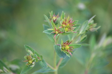 echtes Johanniskraut - amber or St. John's wort - Hypericum perforatum - Blütenknospe