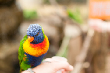 A rainbow lorikeet perched on a hand