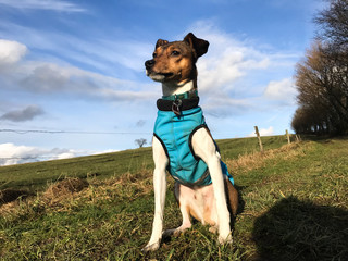 Jack Russell Terrier / Parson Russell poses in front of blue sky with winter protect jacket