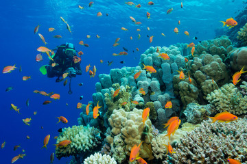 Fototapeta na wymiar Taucherin am bunten Korallenriff