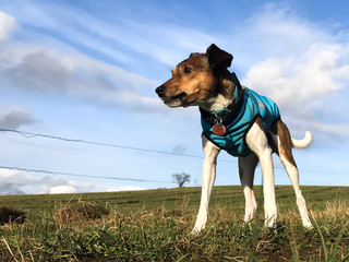 Jack Russell Terrier / Parson Russell poses in front of blue sky with winter protect jacket