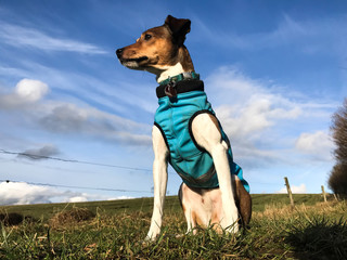 Jack Russell Terrier / Parson Russell poses in front of blue sky with winter protect jacket