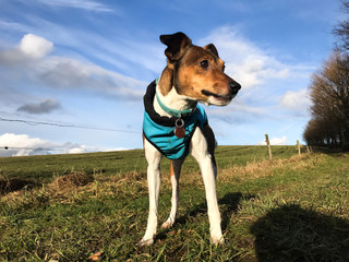 Jack Russell Terrier / Parson Russell poses in front of blue sky with winter protect jacket