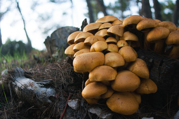Fototapeta na wymiar mushrooms in the woods, on the ground