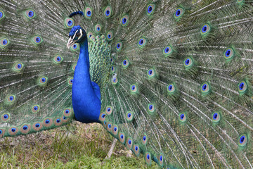 Obraz premium pavone