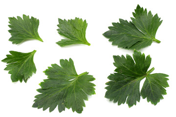 celery leaf isolated on white background. Celery isolated on white. Healthy food