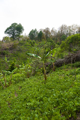 Fototapeta na wymiar Beans plantantion near Jalapa, Guatemala