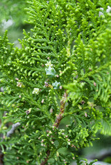 Detail of leaf with cypress seed, garden in Guatemala.