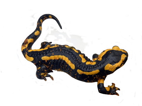 Fire Salamander (Salamandra salamandra) covered in tiny grains of sand, isolated on a white background