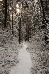 Einsamer schneebedeckter Waldweg